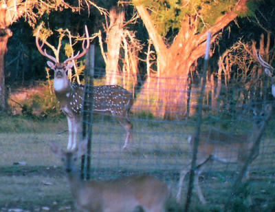 alt="Axis buck at the J&R Moellendorf hunting ranch."