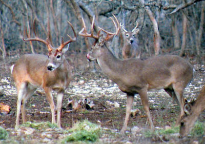Trophy white-tailed bucks at the J&R Moellendorf hunting ranch.