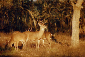 Sunset at the J&amp;R Moellendorf Texas Hill Country  hunting ranch.